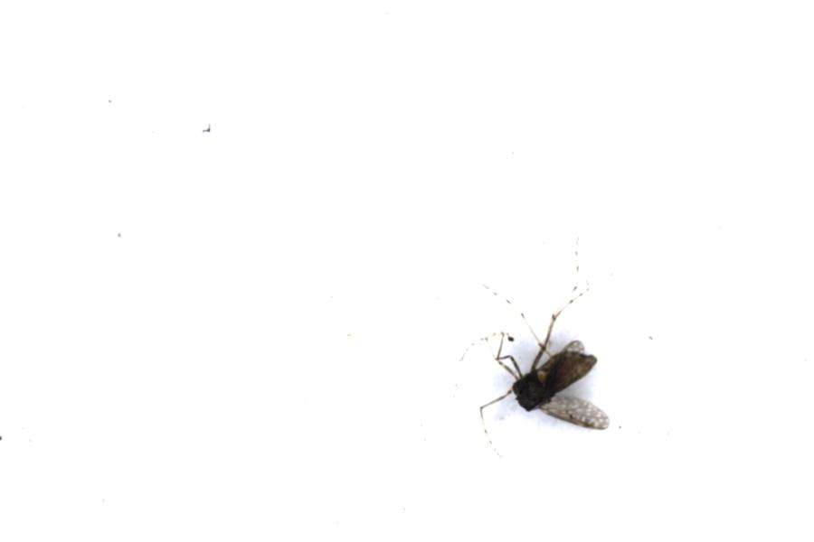 Image 77